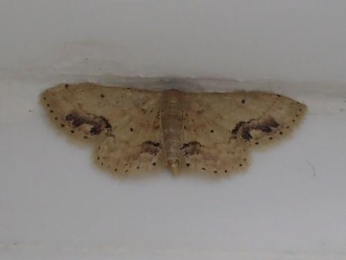Idaea chotaria